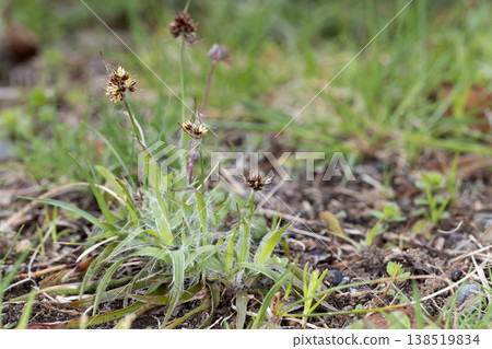 Poa rose 138519834