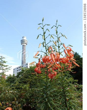 橫濱海洋塔和百合花 138519898