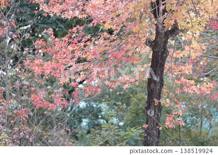 Beautiful leaves that turn colorful (American sweetgum, sweetgum) Beautiful leaves that turn colorful (American sweetgum, sweetgum) 138519924