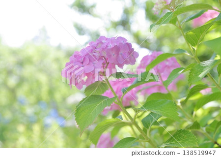 鮮豔的綠色繡球花 138519947
