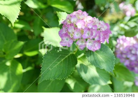 鮮豔的綠色繡球花 138519948