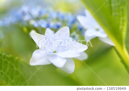 鮮豔的綠色繡球花 138519949