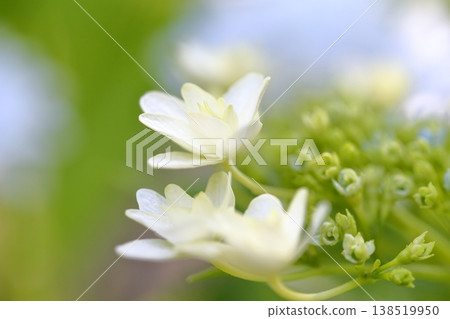 鮮豔的綠色繡球花 138519950