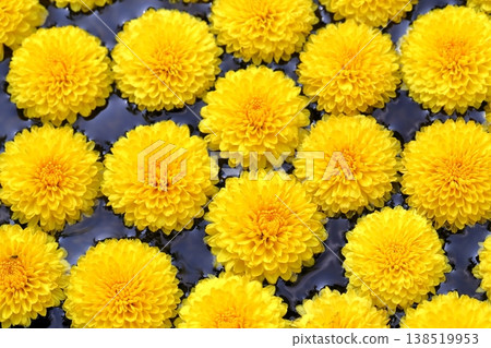 漂浮在水面上的菊花 138519953