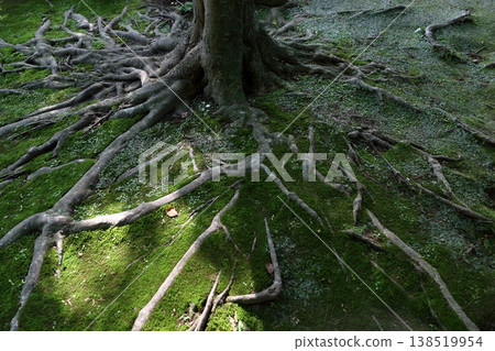 樹根蔓延於地面。 138519954
