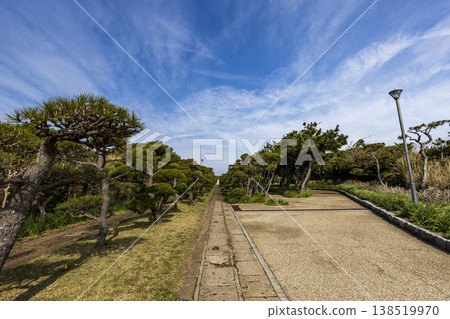 Springtime on Jogashima Island, the southernmost point of Kanagawa Prefecture Springtime on Jogashima Island, the southernmost point of Kanagawa Prefecture 138519970