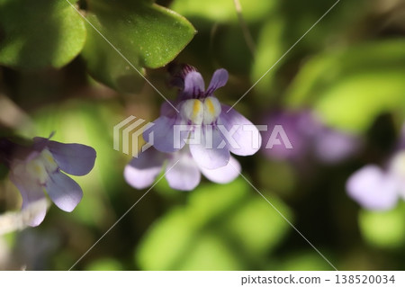 常春藤葉亞麻薺的小巧淡紫色花朵在早春花園中盛開。 138520034