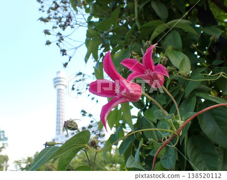 Yokohama Marine Tower and Clematis Yokohama Marine Tower and Clematis 138520112
