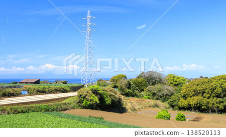 高麗菜和白蘿蔔是三浦市的特產。 138520113