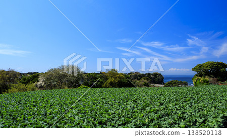 Cabbage and daikon radish are specialties of Miura City. Cabbage and daikon radish are specialties of Miura City. 138520118