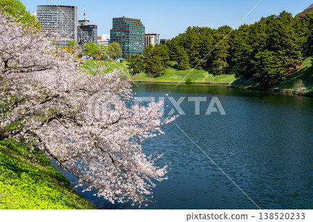 櫻田剛的櫻花盛開風景畫 櫻田剛的櫻花盛開風景畫 138520233
