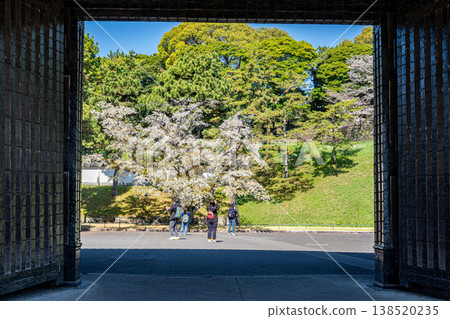 皇宮櫻田門前,櫻花盛開。 皇宮櫻田門前,櫻花盛開。 138520235