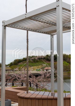 Springtime park scenery adorned with cherry blossoms at Moricoro Park Springtime park scenery adorned with cherry blossoms at Moricoro Park 138520271