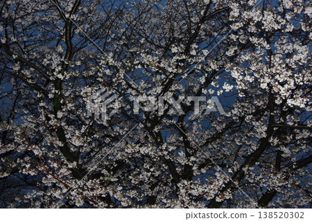 黎明前,櫻花盛開。 黎明前,櫻花盛開。 138520302