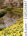 Narcissus 138520447