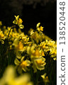 Narcissus 138520448