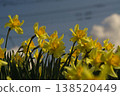 Narcissus 138520449