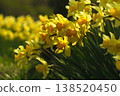 Narcissus 138520450