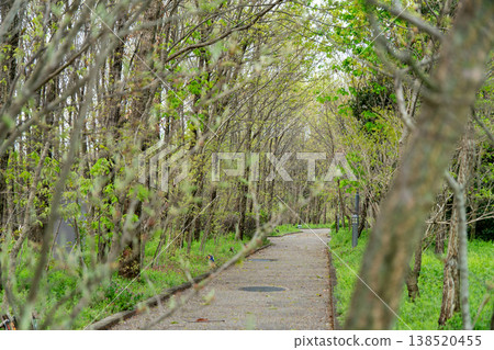 A quiet path surrounded by the trees of Ghibli Park: A natural spring scene. 138520455