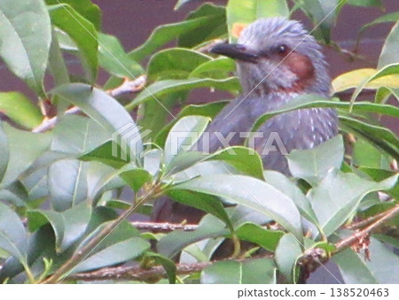 A bulbul perched on a tree A bulbul perched on a tree 138520463