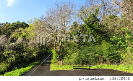 Spring in the Koajiro Forest, the only watershed in the Kanto region 138520466