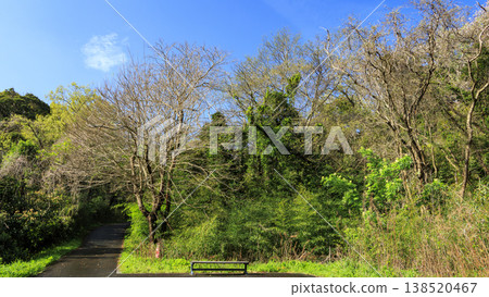 Spring in the Koajiro Forest, the only watershed in the Kanto region Spring in the Koajiro Forest, the only watershed in the Kanto region 138520467