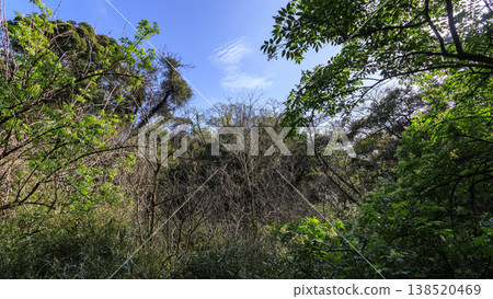 Spring in the Koajiro Forest, the only watershed in the Kanto region Spring in the Koajiro Forest, the only watershed in the Kanto region 138520469