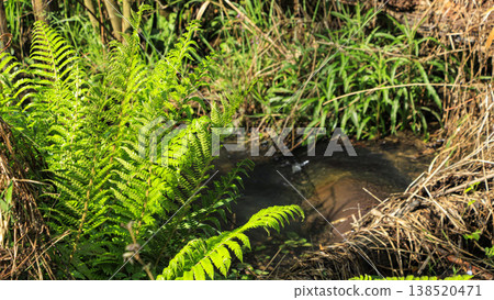 Spring in the Koajiro Forest, the only watershed in the Kanto region Spring in the Koajiro Forest, the only watershed in the Kanto region 138520471