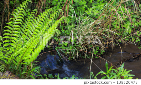 Spring in the Koajiro Forest, the only watershed in the Kanto region Spring in the Koajiro Forest, the only watershed in the Kanto region 138520475