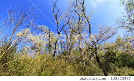 Spring in the Koajiro Forest, the only watershed in the Kanto region Spring in the Koajiro Forest, the only watershed in the Kanto region 138520477