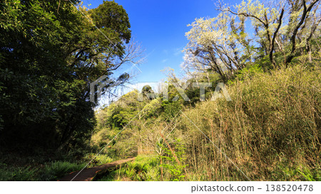 Spring in the Koajiro Forest, the only watershed in the Kanto region 138520478