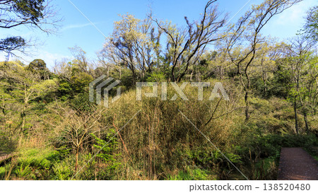 Spring in the Koajiro Forest, the only watershed in the Kanto region 138520480