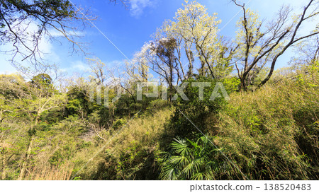 Spring in the Koajiro Forest, the only watershed in the Kanto region Spring in the Koajiro Forest, the only watershed in the Kanto region 138520483