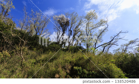 Spring in the Koajiro Forest, the only watershed in the Kanto region 138520486
