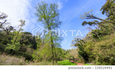 Spring in the Koajiro Forest, the only watershed in the Kanto region 138520491