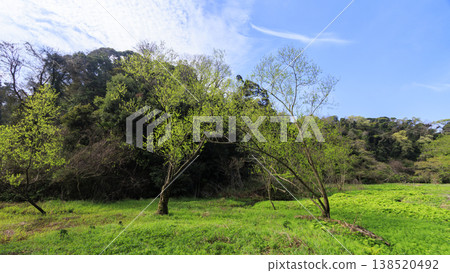 Spring in the Koajiro Forest, the only watershed in the Kanto region Spring in the Koajiro Forest, the only watershed in the Kanto region 138520492