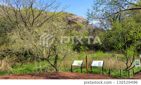Spring in the Koajiro Forest, the only watershed in the Kanto region Spring in the Koajiro Forest, the only watershed in the Kanto region 138520496