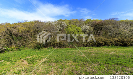 Spring in the Koajiro Forest, the only watershed in the Kanto region Spring in the Koajiro Forest, the only watershed in the Kanto region 138520506