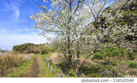 Spring in the Koajiro Forest, the only watershed in the Kanto region Spring in the Koajiro Forest, the only watershed in the Kanto region 138520540
