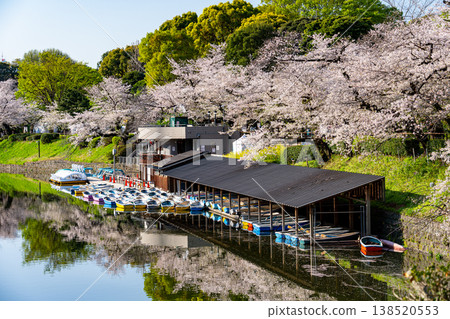 Chidorigafuchi boat dock with cherry blossoms in full bloom Chidorigafuchi boat dock with cherry blossoms in full bloom 138520553