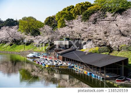 櫻花盛開的千鳥淵遊船碼頭 櫻花盛開的千鳥淵遊船碼頭 138520559