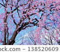 Weeping cherry tree (afr20260327155246) 138520609