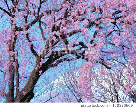 垂枝櫻花樹(afr20260327155246) 垂枝櫻花樹(afr20260327155246) 138520609
