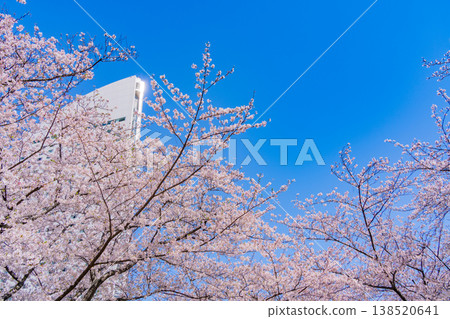 （神奈川縣）橫濱港未來：櫻花盛開，洲際酒店 138520641