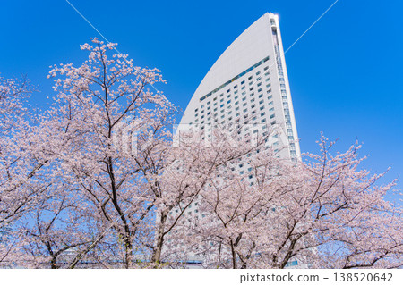 (Kanagawa Prefecture) Yokohama Minato Mirai: Cherry blossoms in full bloom and the InterContinental Hotel (Kanagawa Prefecture) Yokohama Minato Mirai: Cherry blossoms in full bloom and the InterContinental Hotel 138520642