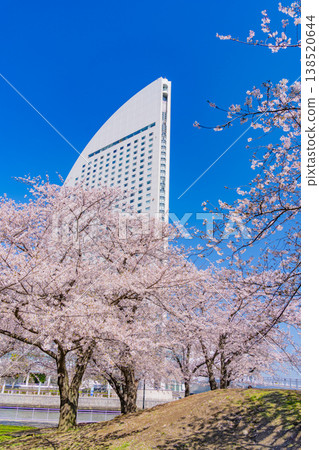 (Kanagawa Prefecture) Yokohama Minato Mirai: Cherry blossoms in full bloom and the InterContinental Hotel 138520644