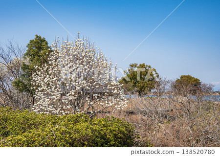 滋賀縣東近見市伊波內陸湖獨木舟樂園，白色玉蘭花盛開 138520780