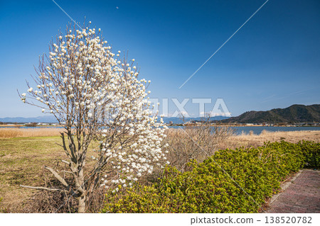 滋賀縣東近見市伊波內陸湖獨木舟樂園，白色玉蘭花盛開 138520782