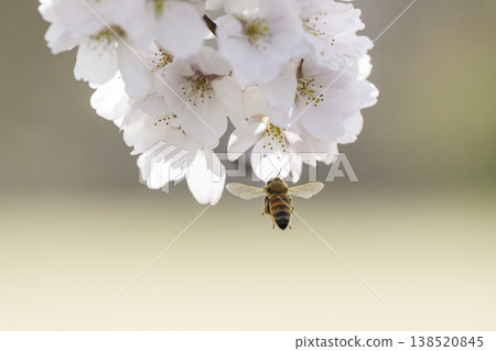 櫻花盛開，蜜蜂在花叢中採蜜。 138520845