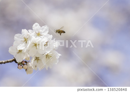 櫻花盛開，蜜蜂在花叢中採蜜。 138520848